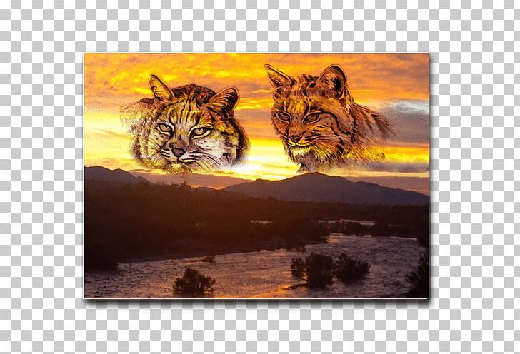 Tiger Bobcat Whiskers Native Americans In The United States PNG, Clipart, Animal, Animals, Art, Big Cat, Big Cats Free PNG Download