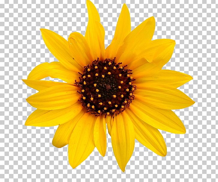 Common Sunflower PNG, Clipart, Closeup, Common Sunflower, Daisy Family, Display Resolution, Flower Free PNG Download