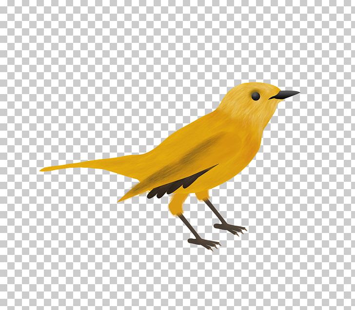 Eurasian Golden Oriole Domestic Canary Drawing Animaatio PNG, Clipart, Animaatio, Animal, Animals, Beak, Bird Free PNG Download