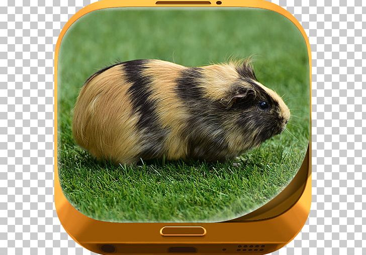 Guinea Pig Simulator: House Pet Survival Hamster Rodent PNG, Clipart, Animals, Cavies, Fauna, Game, Grass Free PNG Download
