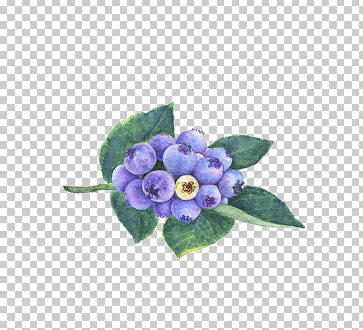 Blueberry Watercolor Painting Dietary Supplement PNG, Clipart, Auglis, Beauty Salon, Berry, Flower, Flower Arranging Free PNG Download