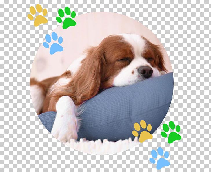 Cavalier King Charles Spaniel Cat Puppy English Cocker Spaniel PNG, Clipart, Animals, Carnivoran, Cat, Cavalier King Charles Spaniel, Companion Dog Free PNG Download