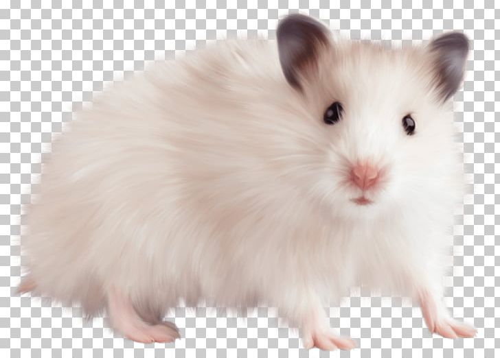 Computer Mouse Brown Rat Hamster Gerbil PNG, Clipart, Animal, Animals, Brown Rat, Cmaptools, Computer Mouse Free PNG Download