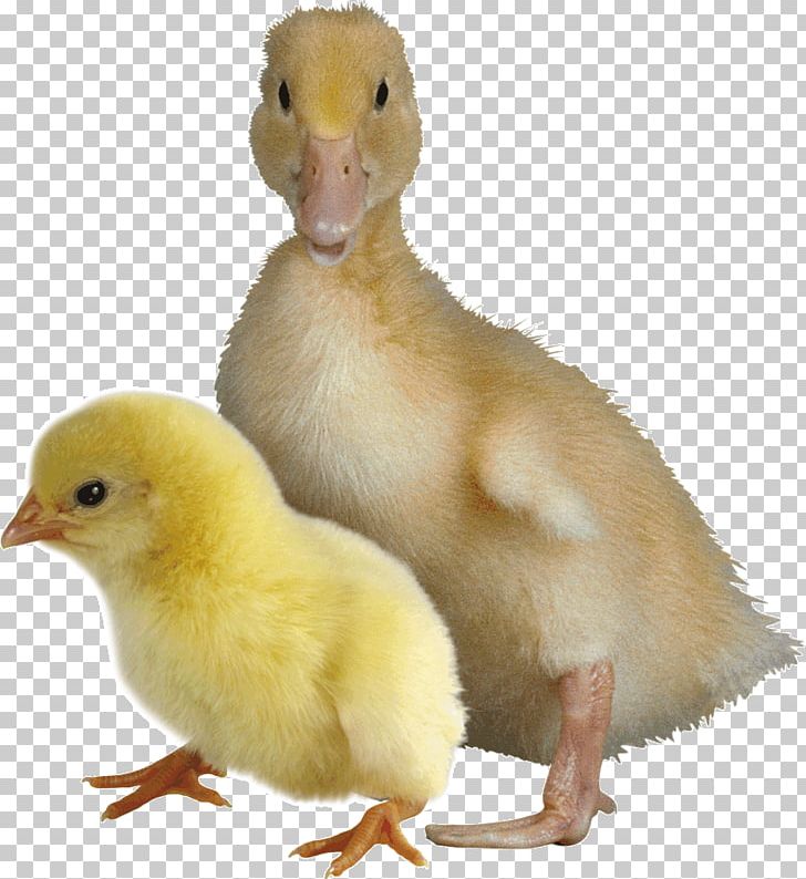 Duck Goose Chicken Bird Broiler PNG, Clipart, Animals, Beak, Bird, Broiler, Chicken Free PNG Download