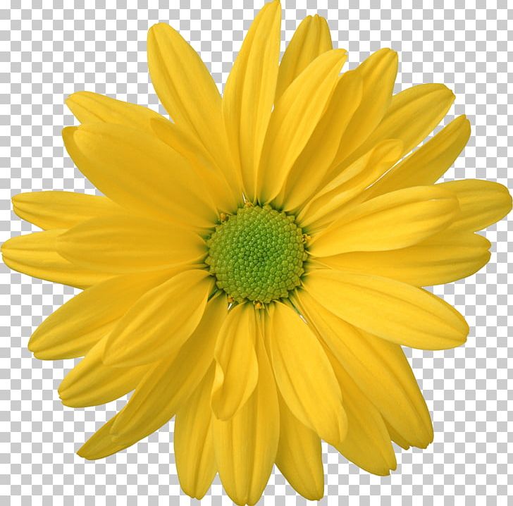 Flower Desktop PNG, Clipart, Animation, Camomile, Chrysanths, Cut Flowers, Daisy Free PNG Download