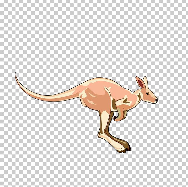 Kangaroo PNG, Clipart, Animal, Animals, Diagram, Dog Like Mammal, Fauna Free PNG Download