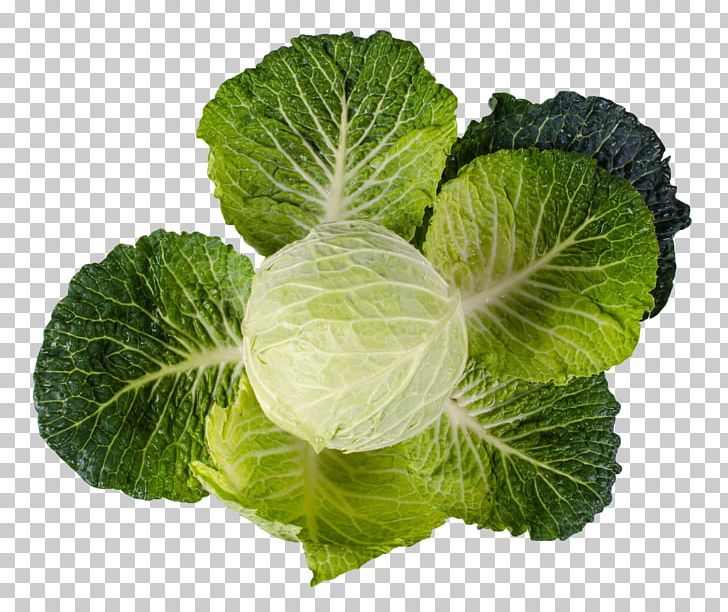 Red Cabbage Vegetable Collard Greens PNG, Clipart, Brassica Oleracea, Cabbage, Cabbage Family, Collard Greens, Herb Free PNG Download