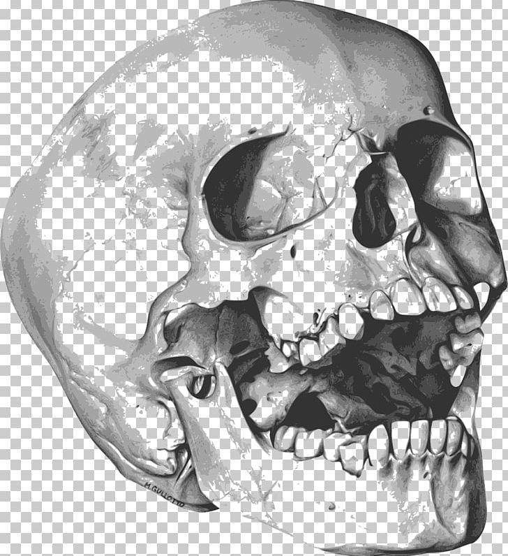 Skull Drawing Art PNG, Clipart, Anatomy, Art, Artist, Black And White, Bone Free PNG Download