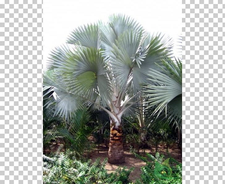 Asian Palmyra Palm Babassu Saw Palmetto Arecaceae Oil Palms PNG, Clipart, Arecaceae, Arecales, Asian Palmyra Palm, Attalea, Attalea Speciosa Free PNG Download