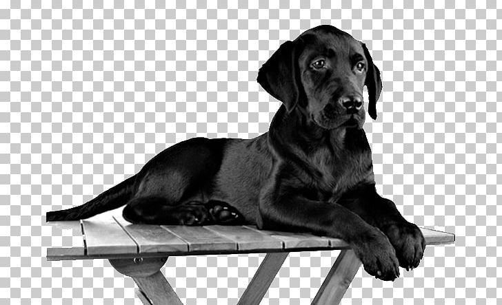 Labrador Retriever Puppy Pug Black Dog High-definition Television PNG, Clipart, 1080p, Animal, Animals, Black, Black Dog Free PNG Download