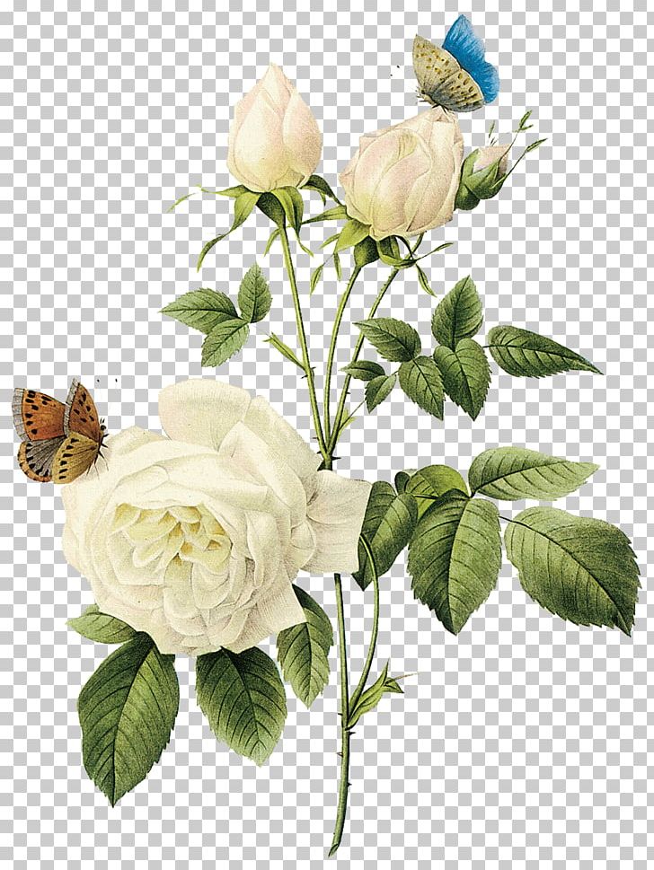 Rose Arranging Cut Flowers Encapsulated PostScript PNG, Clipart, Clipping Path, Cut Flowers, Desktop Wallpaper, Download, Fantasy Free PNG Download