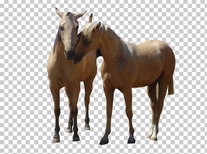American Quarter Horse Mustang Rocky Mountain Horse Stallion Foal PNG, Clipart, American Quarter Horse, Animal, Animals, Bridle, Colt Free PNG Download