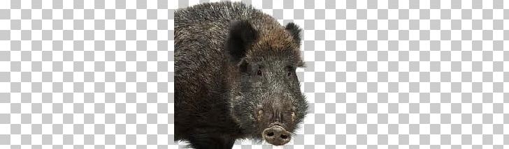 Boar PNG, Clipart, Boar Free PNG Download