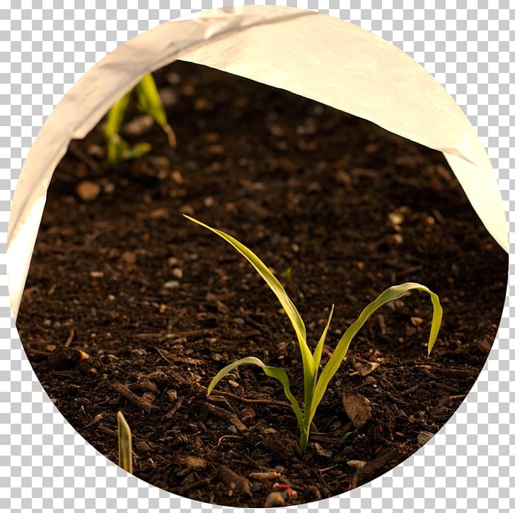 Cold Frame Gardening Row Cover Elderberry PNG, Clipart, At Home, Basics, Cold Frame, Cover, Elderberry Free PNG Download