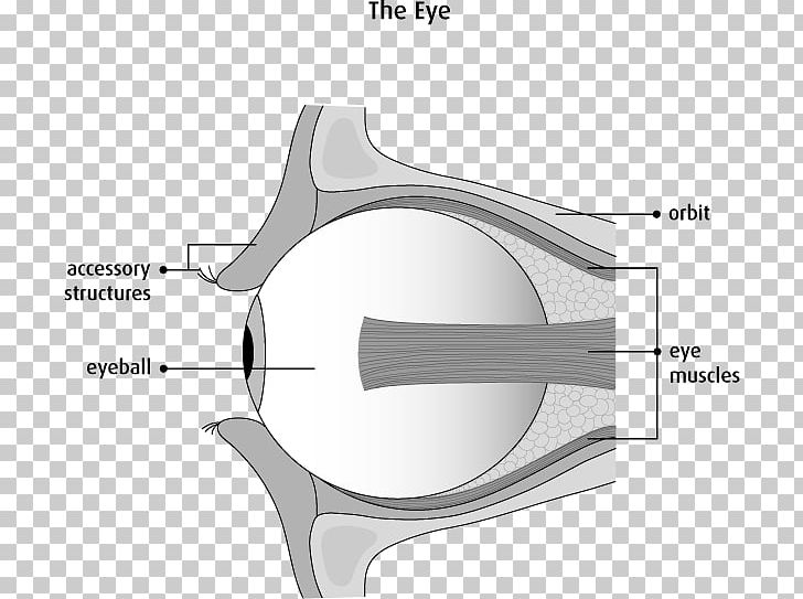 Diagram Angle PNG, Clipart, Angle, Arm, Art, Diagram, Eye Anatomy Free PNG Download