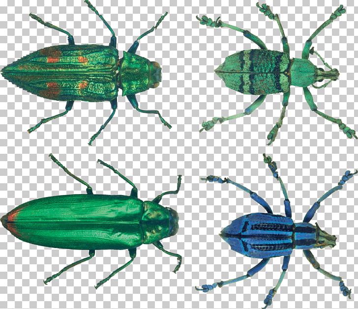 Insect Biochemistry And Molecular Biology Hexapoda Invertebrate Exoskeleton PNG, Clipart, Androidography, Arthropod, Beetle, Bug, Creatures Free PNG Download