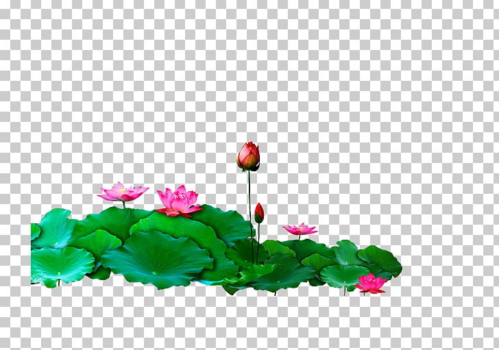 Nelumbo Nucifera Template Adobe Illustrator PNG, Clipart, Bloom, Computer Wallpaper, Download, Dwg, Encapsulated Postscript Free PNG Download