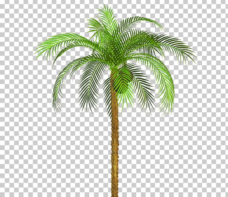 Asian Palmyra Palm Babassu Plant Stem Arecaceae PNG, Clipart, Arecaceae, Arecales, Areca Nut, Areca Palm, Asian Palmyra Palm Free PNG Download