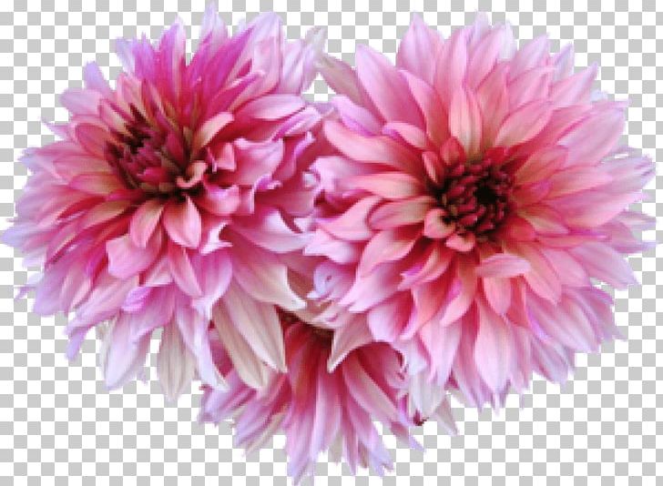 Dahlia Portable Network Graphics GIF Drawing PNG, Clipart, Annual Plant, Aster, Blog, Bonne Journee, Centerblog Free PNG Download
