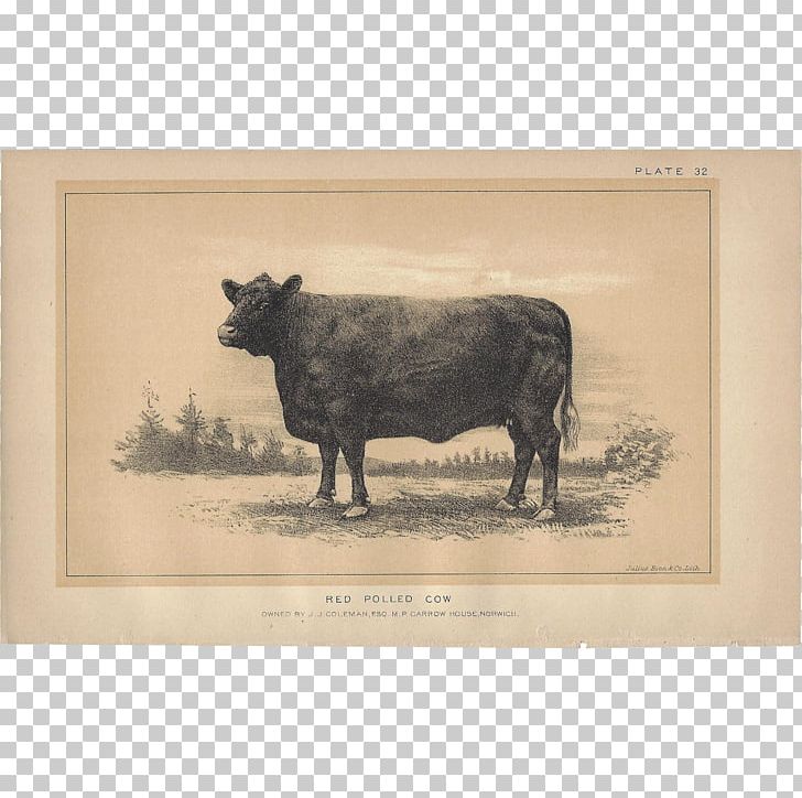 Jersey Cattle Highland Cattle Taurine Cattle Ox Zazzle PNG, Clipart, Animals, Bull, Cattle, Cattle Like Mammal, Cow Free PNG Download