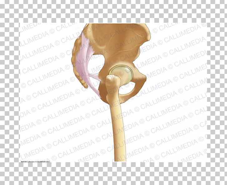 Pelvis Anatomy Bone Ligament Sacrum PNG, Clipart, Anatomi, Anatomy, Bone, Ear, Fascia Free PNG Download