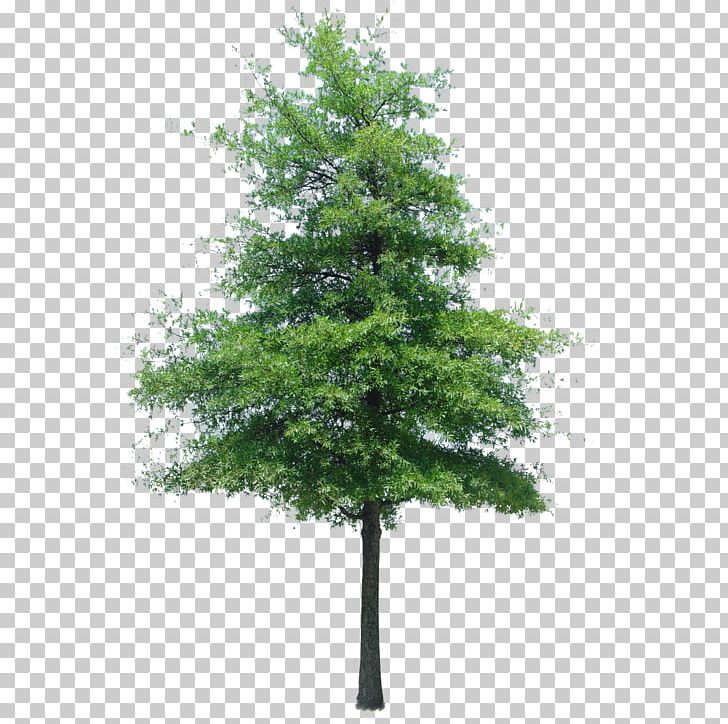 Populus Nigra Tree Oak Quercus Ilex Landscape PNG, Clipart, Arborvitae, Architecture, Branch, Conifer, Cottonwood Free PNG Download