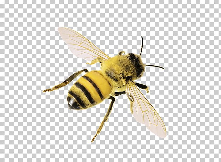 Western Honey Bee Insect Hornet Pollinator PNG, Clipart, Arthropod, Bee, Beehive, Bumblebee, Fly Free PNG Download