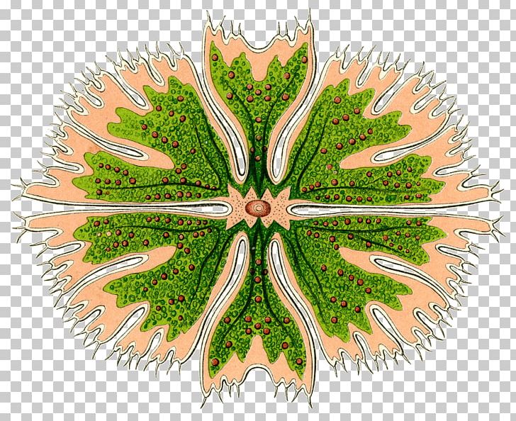 Art Forms In Nature Radiolaria Printmaking Png Clipart Algae Art Art Forms In Nature Artist Art