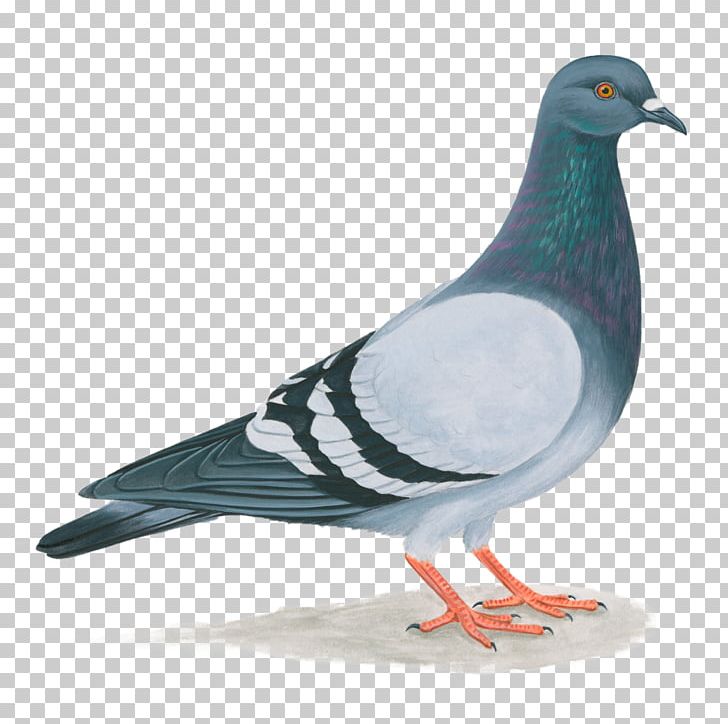 Domestic Pigeon United States Columbidae Bird Feral Pigeon PNG, Clipart, Animals, Barn Swallow, Beak, Bird, Blackcrowned Night Heron Free PNG Download