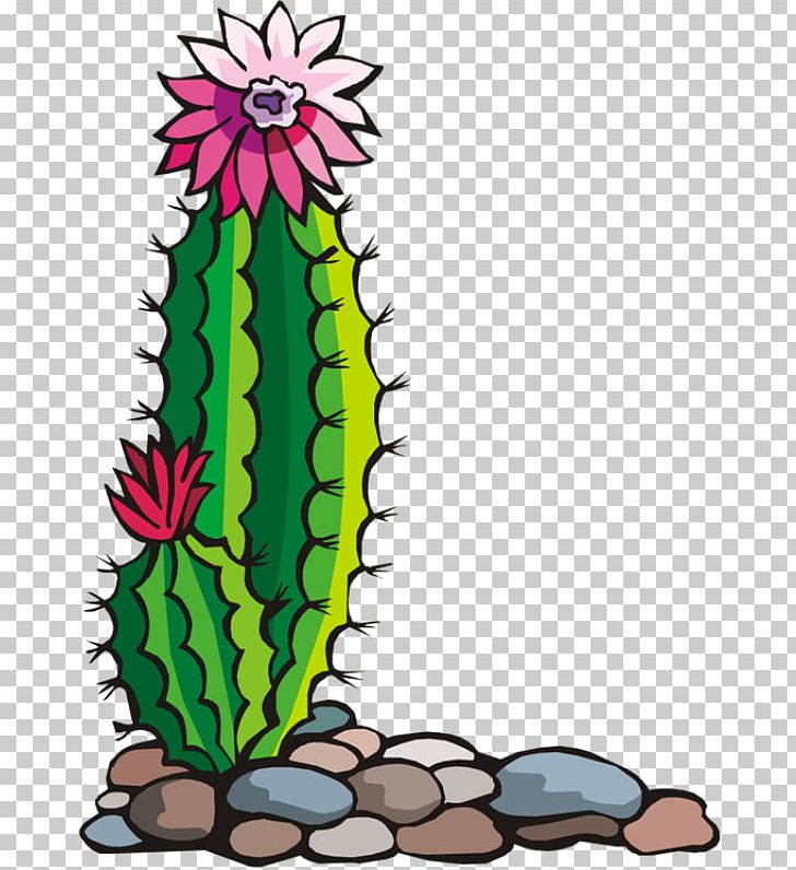 Cactaceae Drawing PNG, Clipart, Art, Artwork, Cactaceae, Cactus, Cactus Flower Free PNG Download