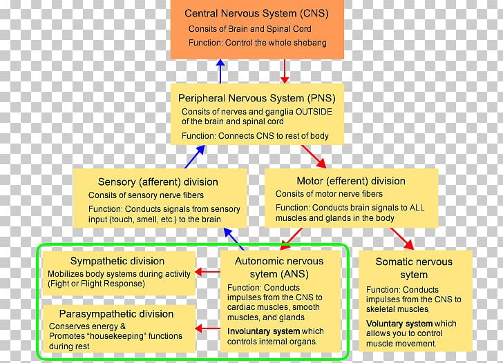 Font Organization Nervous System Brand Line PNG, Clipart, Area, Brand, Diagram, Learning, Line Free PNG Download