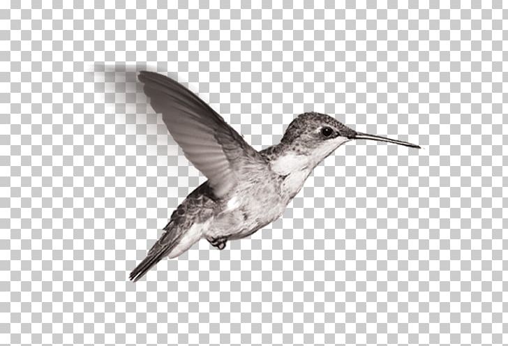 Hummingbird Sandpiper Black And White Beak Feather PNG, Clipart, Beak, Bird, Black, Charadriiformes, Creative Background Free PNG Download