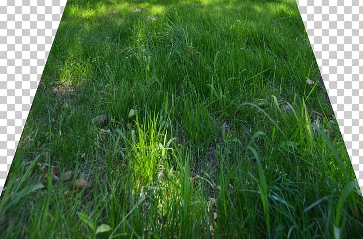 Lawn PNG, Clipart, Cover Art, Deviantart, Download, Editing, Grass Free PNG Download