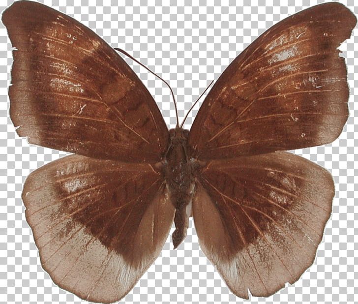 Butterfly Brush-footed Butterflies Tanaecia Julii Moth PNG, Clipart,  Free PNG Download
