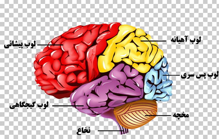 Human Brain Nervous System Human Body Anatomy PNG, Clipart, Anatomy, Brain, Central Nervous System, Cerebellum, Diagram Free PNG Download