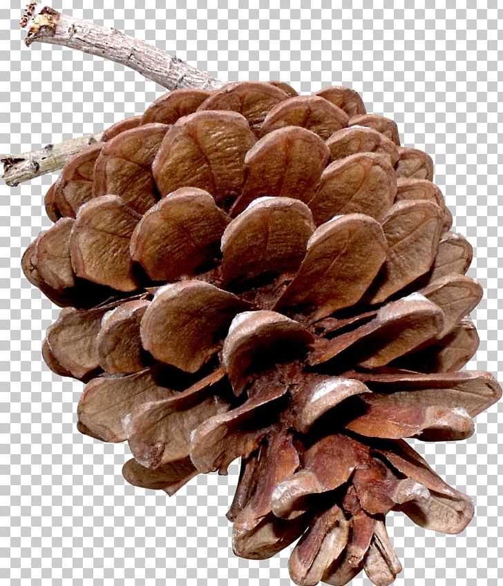 Pine Nut Tree PNG, Clipart, Nature, Nut Tree, Pine, Pine Nut, Pinus Brutia Free PNG Download