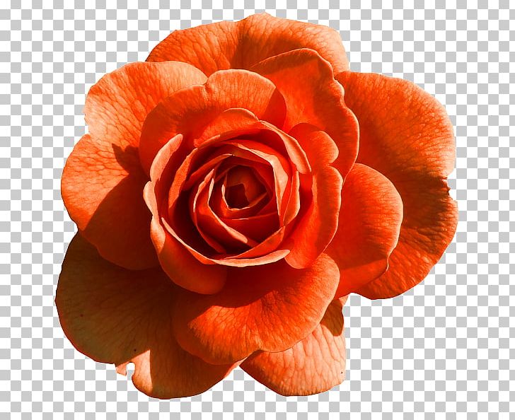 Rose Flower PNG, Clipart, Closeup, Color, Cut Flowers, Desktop Wallpaper, Download Free PNG Download