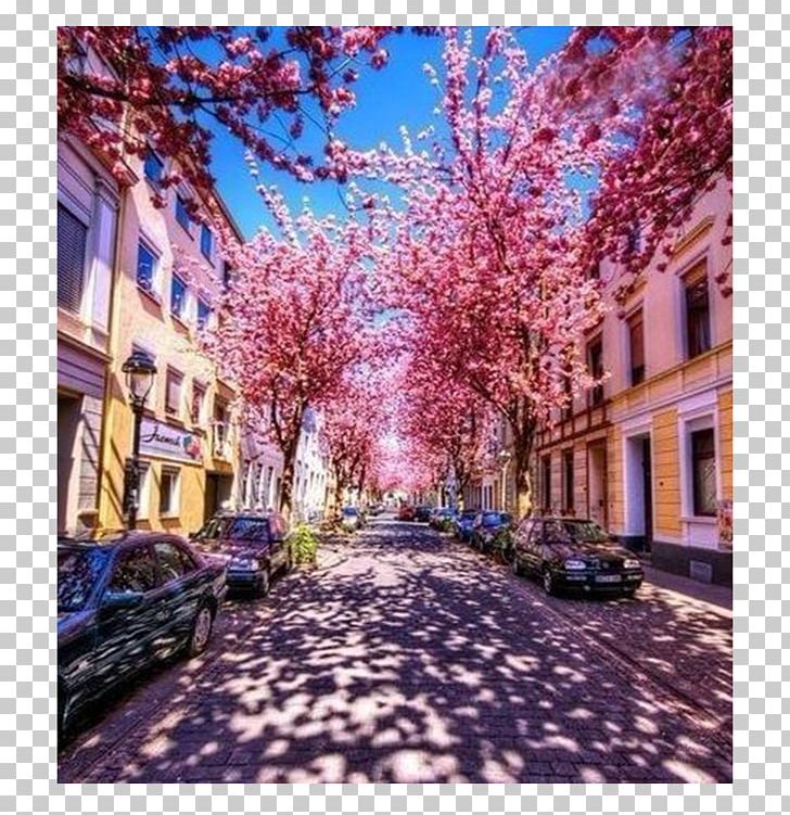 Bonn Cherry Blossom Road Kyoto PNG, Clipart, Alley, Blossom, Bonn, Branch, Cherry Free PNG Download