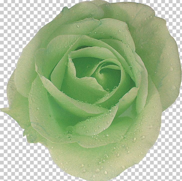 Garden Roses Cabbage Rose Cut Flowers Petal PNG, Clipart, Blue, Cabbage Rose, Cut Flowers, Flower, Garden Free PNG Download