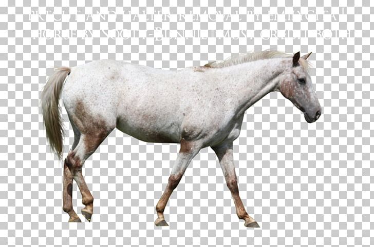 Mare Appaloosa Mustang Stallion Rein PNG, Clipart, Animal, Appaloosa, Bit, Bridle, Colt Free PNG Download