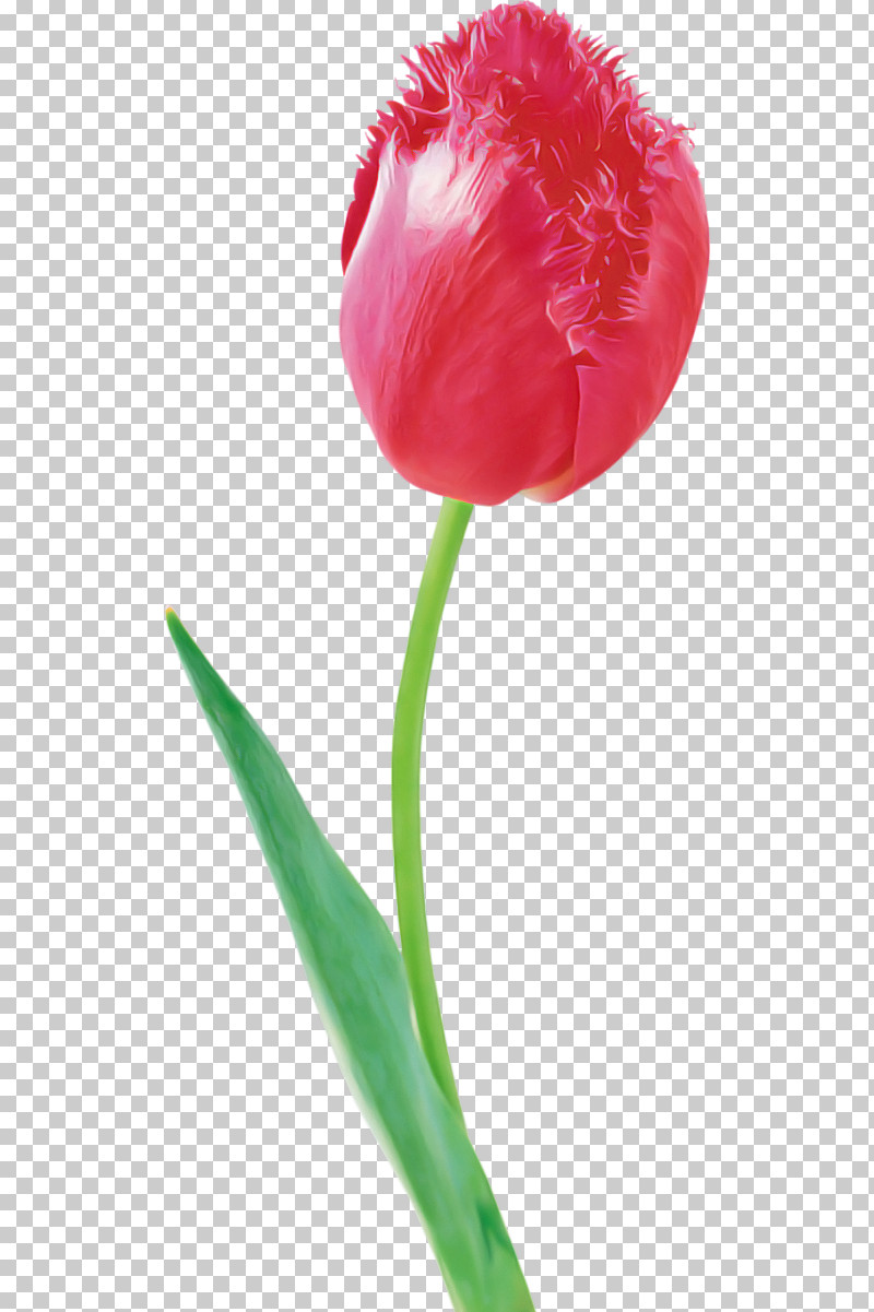 Tulip Flower Petal Plant Plant Stem PNG, Clipart, Cut Flowers, Flower, Pedicel, Petal, Pink Free PNG Download