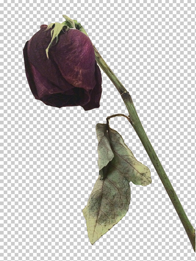 Flower Plant Bud Leaf Tulip PNG, Clipart, Anthurium, Bud, Flower, Leaf, Paint Free PNG Download