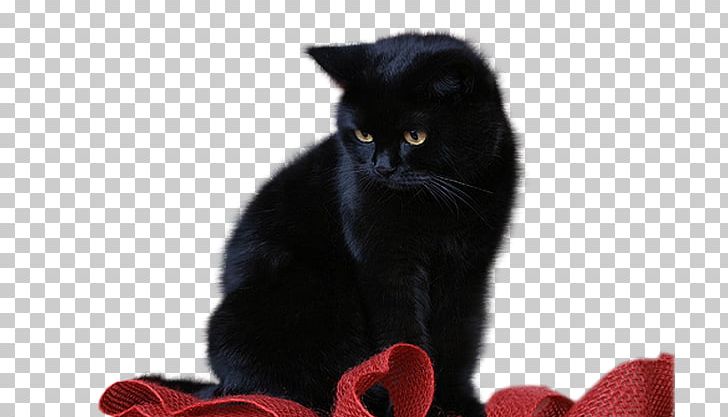 Black Cat Bombay Cat Chartreux Kitten Domestic Short-haired Cat PNG, Clipart, Animals, Arama, Asian, Black, Black Cat Free PNG Download