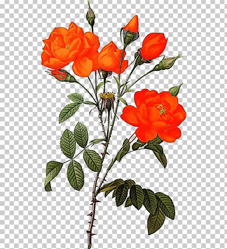 Flower Printing Botany Botanical Illustration Printmaking PNG, Clipart, Art, Botanical Illustration, Botany, Branch, Cut Flowers Free PNG Download