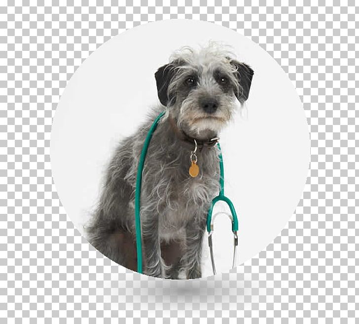 Miniature Schnauzer Lurcher Glen Labrador Retriever Puppy PNG, Clipart, Animals, Breed, Carnivoran, Companion Dog, Dog Free PNG Download