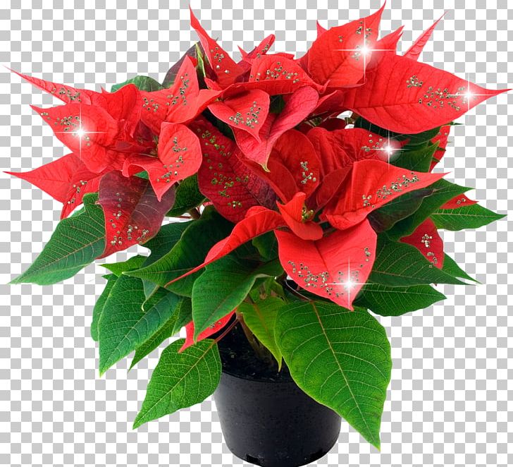 Poinsettia Christmas Plants Flower Houseplant PNG, Clipart, Artificial Flower, Bract, Christmas, Christmas Plants, Cut Flowers Free PNG Download