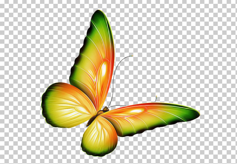 Orange PNG, Clipart, Anthurium, Butterfly, Flower, Insect, Leaf Free PNG Download