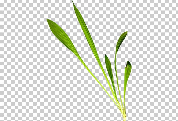Leaf Grasses Plant Stem Flower Family PNG, Clipart, Family, Flower, Grass, Grasses, Grass Family Free PNG Download