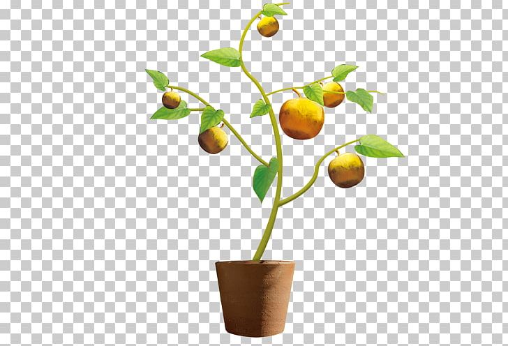 Mandarin Orange Flowerpot Auglis Fruit PNG, Clipart, Auglis, Bonsai, Branch, Calamondin, Citrus Free PNG Download