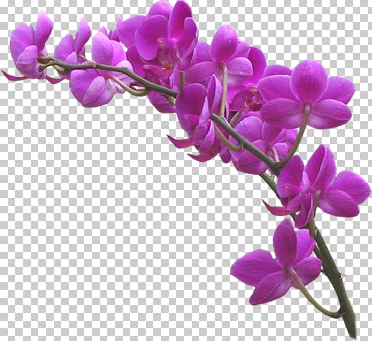 Orchids Portable Network Graphics Violet JPEG PNG, Clipart, Blossom, Branch, Color, Dendrobium, Desktop Wallpaper Free PNG Download